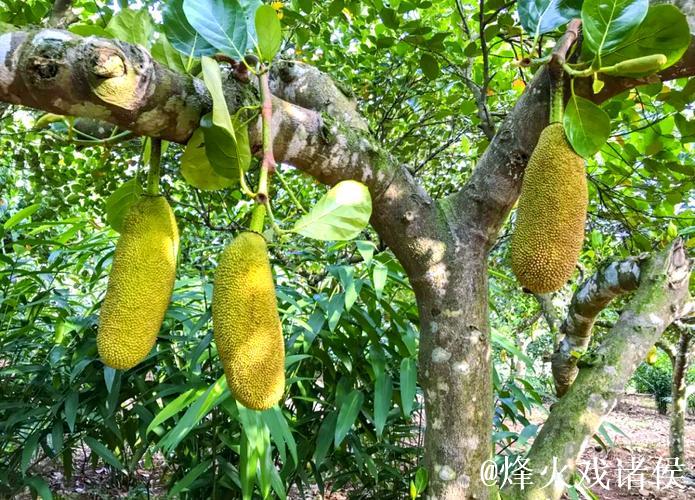 免费观看菠萝菠萝蜜视频的奇妙旅程 免费观看菠萝菠萝蜜视频的奇妙旅程